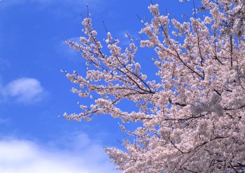 桜の写真｜親鸞会公式