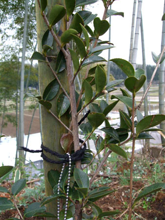 shokujyu 植樹……それは親鸞学徒を見守り続ける木